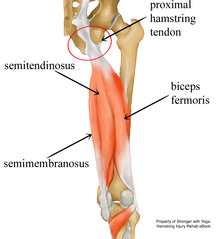 Hamstring Tendon Anatomy
