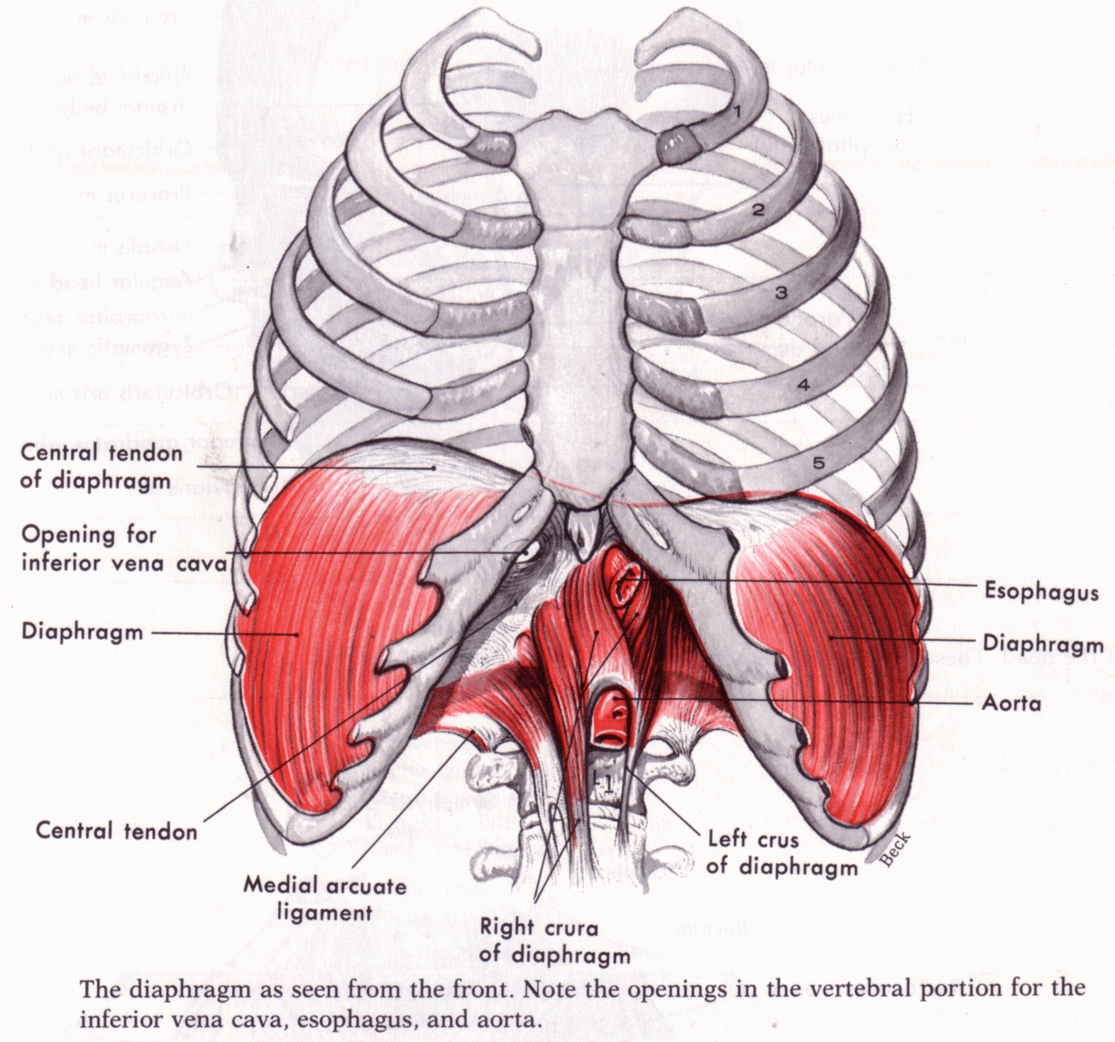 Diaphragm