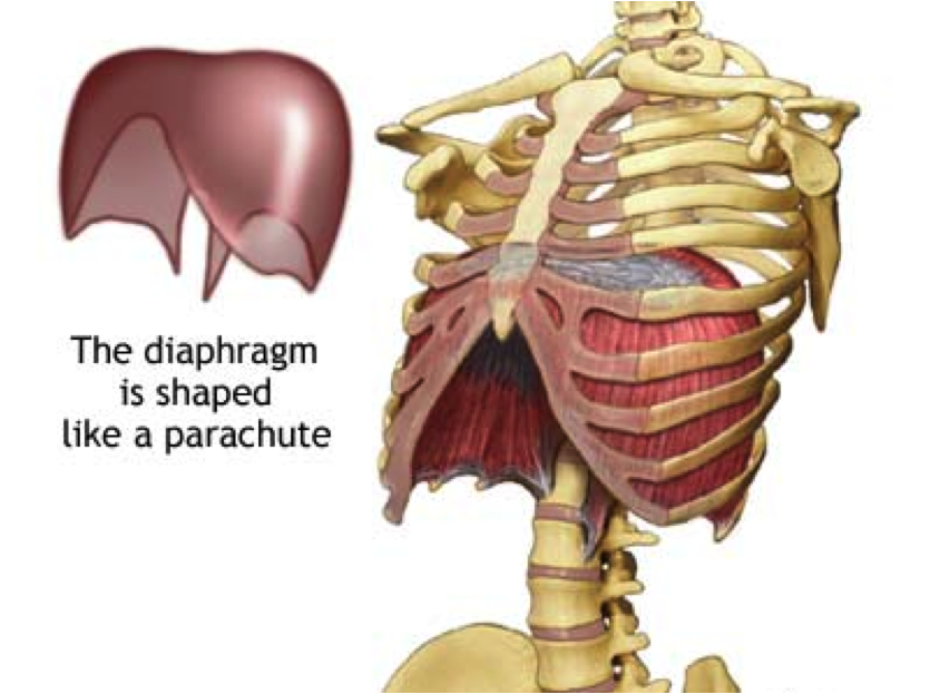 Diaphragm1