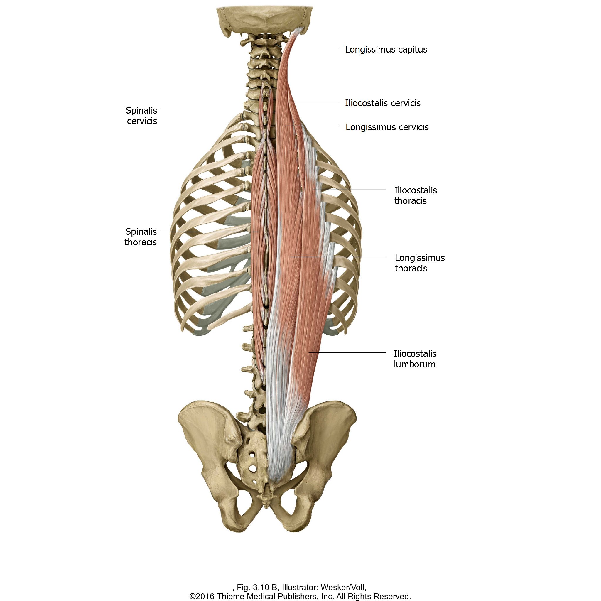 Мышцы спины и ребра. Мышца выпрямляющая позвоночник спины анатомия. Крестцово остистая мышца анатомия. Мышцы вращатели анатомия. Глубокие мышцы позвоночника анатомия.