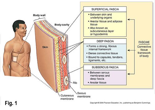 Fascia and Scar Tissue: Why It Matters – The Mama's Physio