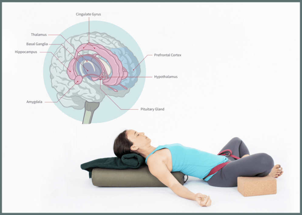 Nervous System & Restorative Yoga Teacher Training